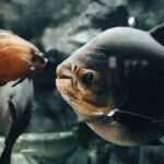Large freshwater fish swimming in a clear aquarium, illustrating the importance of effective canister filters for healthy tanks.