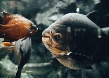 Large freshwater fish swimming in a clear aquarium, illustrating the importance of effective canister filters for healthy tanks.