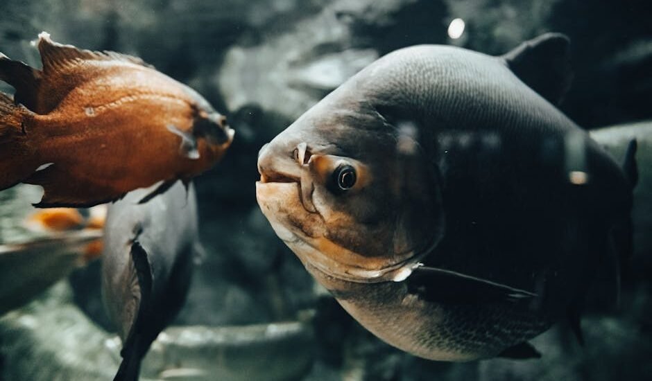 Large freshwater fish swimming in a clear aquarium, illustrating the importance of effective canister filters for healthy tanks.