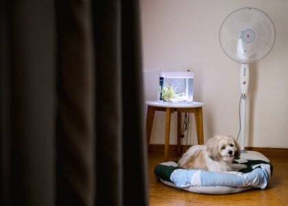Small aquarium on a wooden table beside a standing fan, illustrating aquarium cooling fan options for home tanks