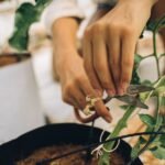 Hand using a pair of scissors to trim plant stems, illustrating the importance of effective aquarium plant scissors.
