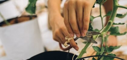 Hand using a pair of scissors to trim plant stems, illustrating the importance of effective aquarium plant scissors.