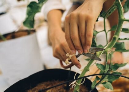 Hand using a pair of scissors to trim plant stems, illustrating the importance of effective aquarium plant scissors.