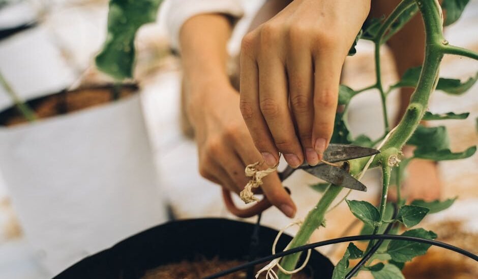 Hand using a pair of scissors to trim plant stems, illustrating the importance of effective aquarium plant scissors.