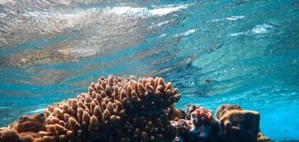 aquarium wave maker review — Low angle of reefs and corals with uneven surface under colorful glowing water in oceanarium