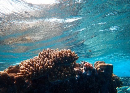 aquarium wave maker review — Low angle of reefs and corals with uneven surface under colorful glowing water in oceanarium