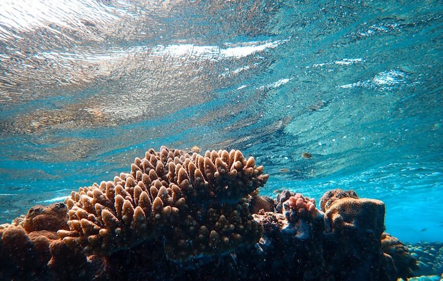 aquarium wave maker review — Low angle of reefs and corals with uneven surface under colorful glowing water in oceanarium