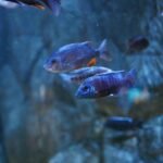 Aquarium wave maker review article image showing several colorful fish swimming in a tank with visible water movement.