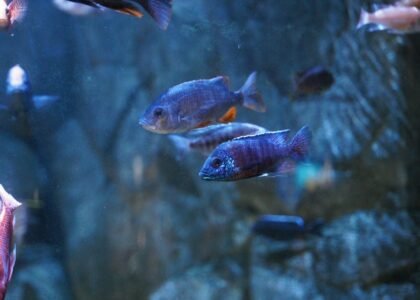 Aquarium wave maker review article image showing several colorful fish swimming in a tank with visible water movement.