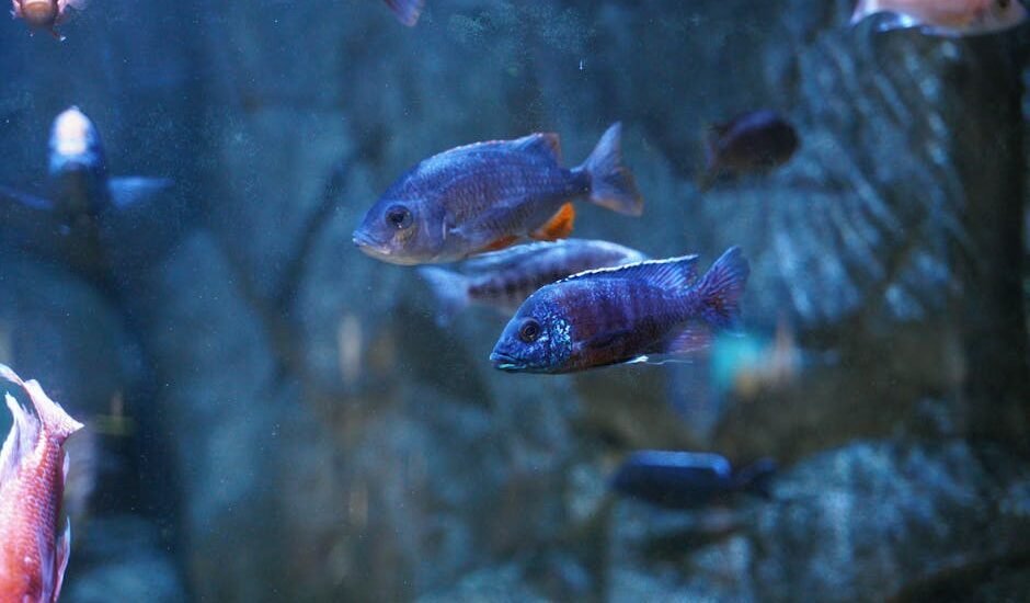 Aquarium wave maker review article image showing several colorful fish swimming in a tank with visible water movement.