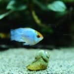 A small blue and orange fish swims in a planted aquarium with sandy substrate and snail shells, illustrating aquascaping tool set results.