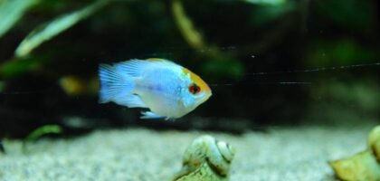 A small blue and orange fish swims in a planted aquarium with sandy substrate and snail shells, illustrating aquascaping tool set results.