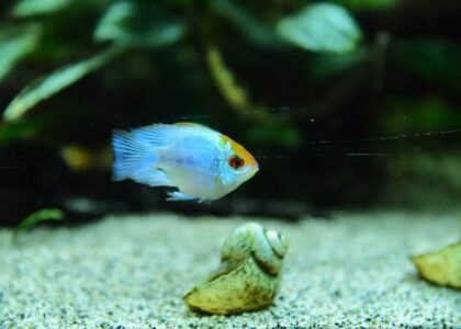 A small blue and orange fish swims in a planted aquarium with sandy substrate and snail shells, illustrating aquascaping tool set results.