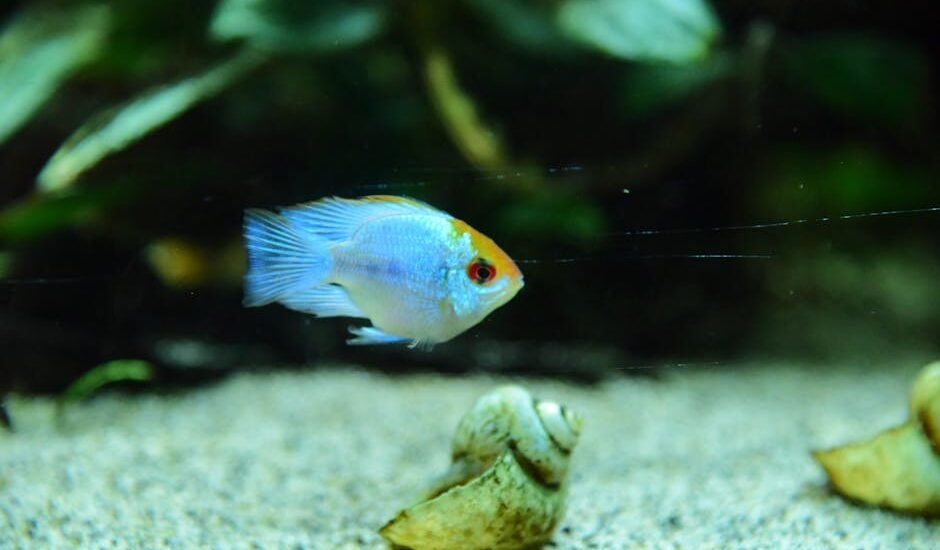 A small blue and orange fish swims in a planted aquarium with sandy substrate and snail shells, illustrating aquascaping tool set results.