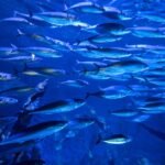 best aquarium circulation pumps — Vibrant underwater scene of a fish school in Valencia aquarium, Spain.