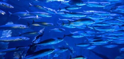 best aquarium circulation pumps — Vibrant underwater scene of a fish school in Valencia aquarium, Spain.