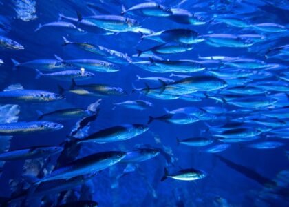 best aquarium circulation pumps — Vibrant underwater scene of a fish school in Valencia aquarium, Spain.