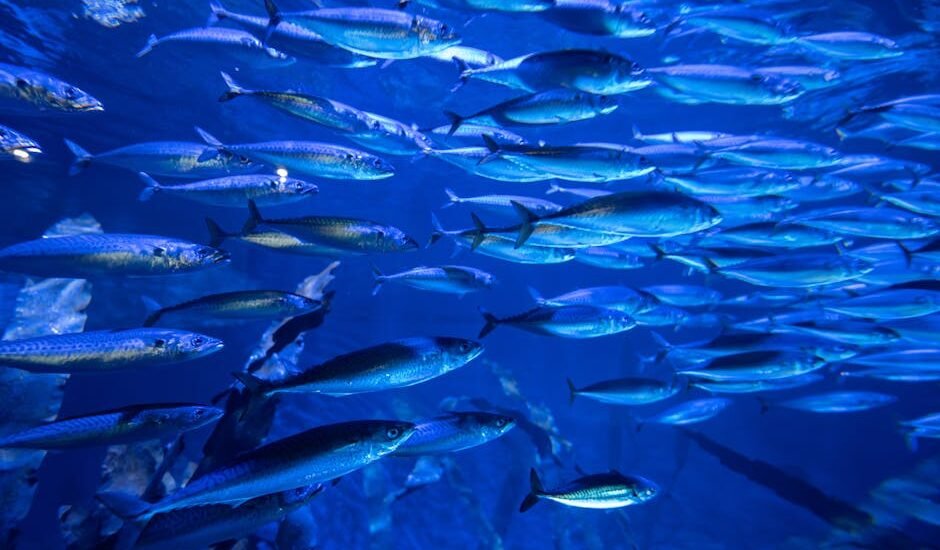 best aquarium circulation pumps — Vibrant underwater scene of a fish school in Valencia aquarium, Spain.