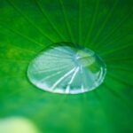 best aquarium co2 drop checker — A serene close-up of a water droplet resting on a green leaf, capturing natural beauty.