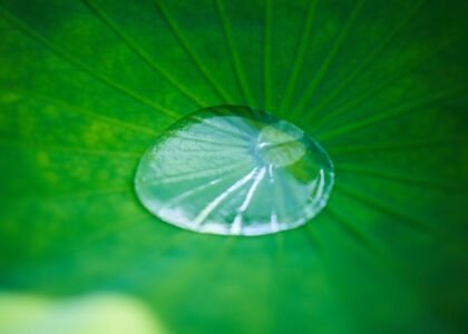 best aquarium co2 drop checker — A serene close-up of a water droplet resting on a green leaf, capturing natural beauty.