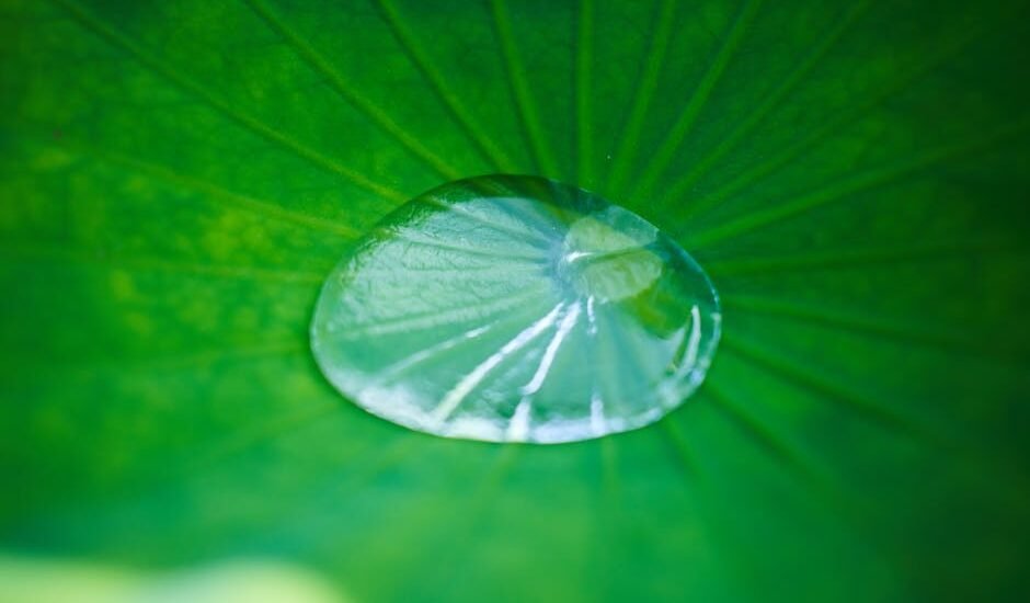 best aquarium co2 drop checker — A serene close-up of a water droplet resting on a green leaf, capturing natural beauty.