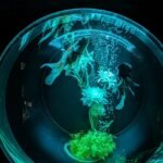 Close-up view of a spherical fish bowl with Betta fish and aquatic plants illuminated in a calming blue light.