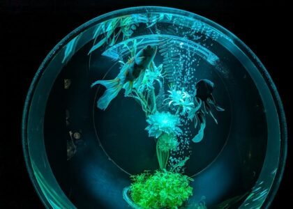 Close-up view of a spherical fish bowl with Betta fish and aquatic plants illuminated in a calming blue light.