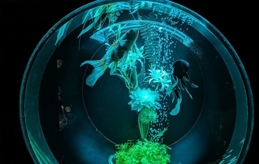 Close-up view of a spherical fish bowl with Betta fish and aquatic plants illuminated in a calming blue light.