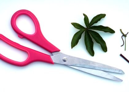 best aquarium plant scissors — Close-up of pink handled scissors beside green leaves on a white background.