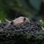 Corydoras fish swimming in a freshwater aquarium with natural substrate.