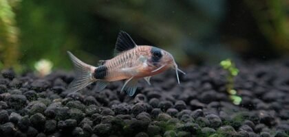 Corydoras fish swimming in a freshwater aquarium with natural substrate.