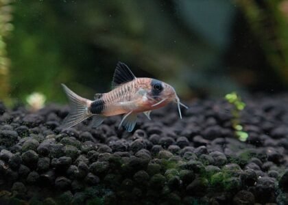 Corydoras fish swimming in a freshwater aquarium with natural substrate.