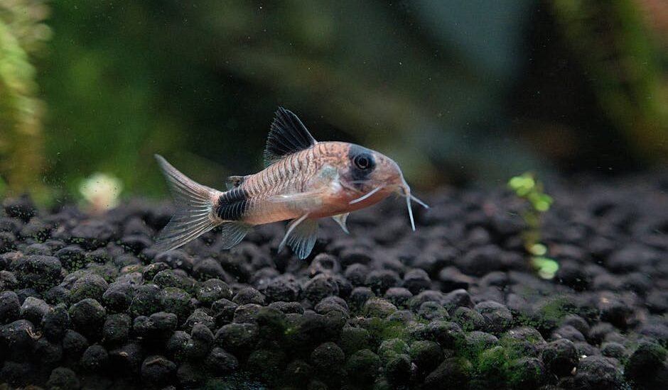 Corydoras fish swimming in a freshwater aquarium with natural substrate.