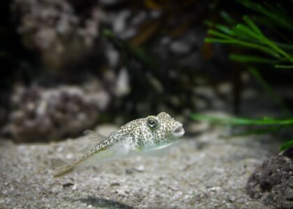 Close-up of a spotted puffer fish swimming in a beautifully arranged aquarium.
