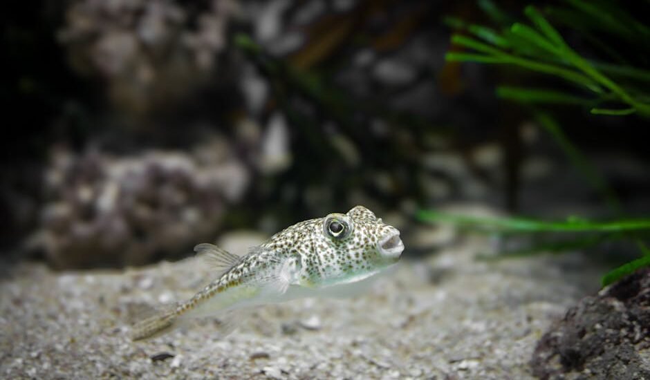 Close-up of a spotted puffer fish swimming in a beautifully arranged aquarium.