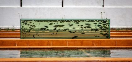 best glass aquarium lid — Outdoor fish tank with various fish; vibrant garden setting, showcasing aquatic life.