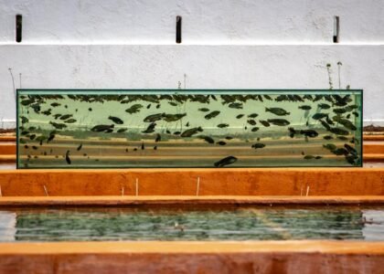 best glass aquarium lid — Outdoor fish tank with various fish; vibrant garden setting, showcasing aquatic life.