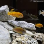 Colorful cichlid fish swimming among rocks in an aquarium environment with diverse species.