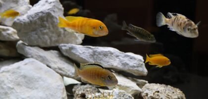 Colorful cichlid fish swimming among rocks in an aquarium environment with diverse species.