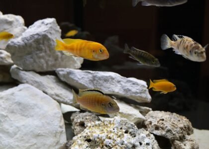 Colorful cichlid fish swimming among rocks in an aquarium environment with diverse species.