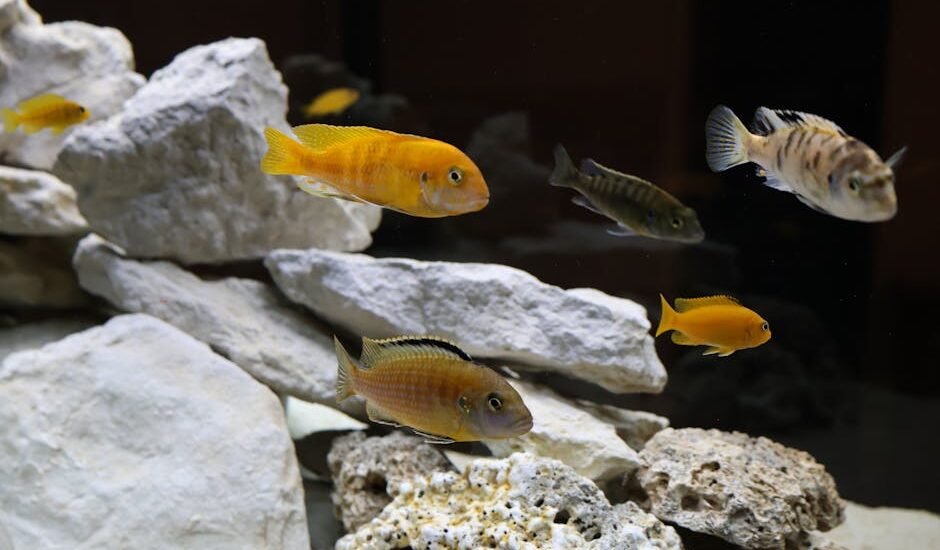 Colorful cichlid fish swimming among rocks in an aquarium environment with diverse species.