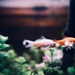 Vibrant goldfish swimming among green plants in a tranquil aquarium scene.