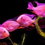 Four bright pink fish swimming among green aquatic plants in a planted tank, illustrating healthy growth supported by CO2 injection systems.