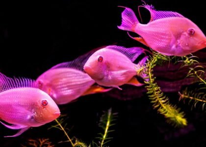 Four bright pink fish swimming among green aquatic plants in a planted tank, illustrating healthy growth supported by CO2 injection systems.