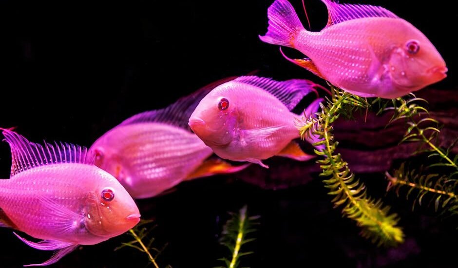 Four bright pink fish swimming among green aquatic plants in a planted tank, illustrating healthy growth supported by CO2 injection systems.