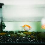 Two goldfish swimming peacefully in a home aquarium with colorful rocks.