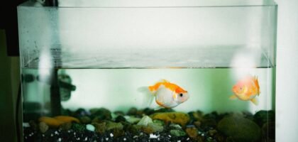 Two goldfish swimming peacefully in a home aquarium with colorful rocks.