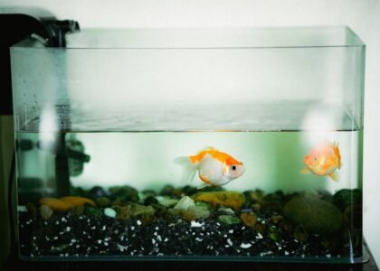 Two goldfish swimming peacefully in a home aquarium with colorful rocks.