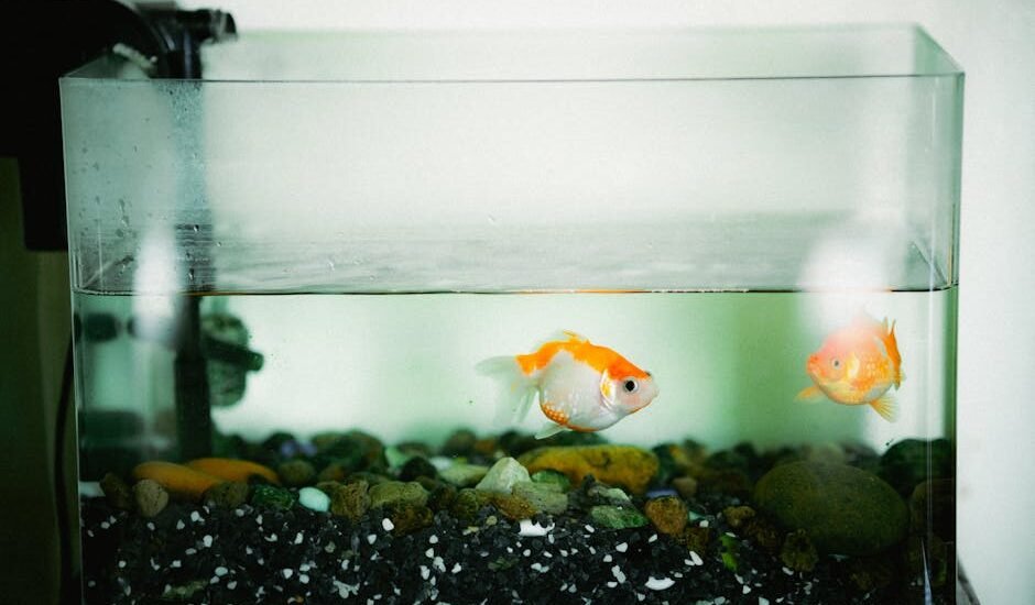 Two goldfish swimming peacefully in a home aquarium with colorful rocks.