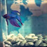 glass aquarium vs acrylic aquarium
